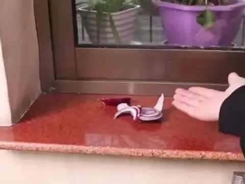 Chỉ với 1 củ hành tây đặt ở góc phòng, mẹo nhỏ đuổi côn trùng hiệu quả
