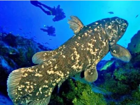 Loài động vật quý hiếm bậc nhất hành tinh, tuyệt chủng cách đây 70 triệu năm bất ngờ xuất hiện ở nơi rất gần Việt Nam