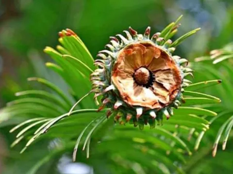 Loài cây 'hóa thạch sống' hồi sinh sau 2 triệu năm tuyệt chủng: Quý hiếm nhất hành tinh, hiện đang được trồng ở nơi bí mật