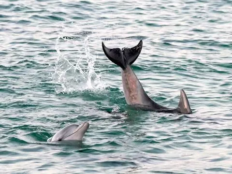 Cá heo tự đặt tên và những cái tên này có thể ẩn giấu thông tin bí mật