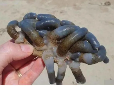 'Người ngoài hành tinh' màu xanh được phát hiện trên bãi biển Australia?