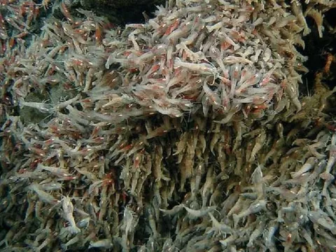 Tôm không mắt sống gần miệng núi lửa 450°C: Bí ẩn sinh tồn thách thức hiểu biết khoa học