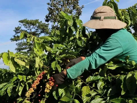 Giá nông sản ngày 29/5/2025: Cà phê giảm mạnh, hồ tiêu duy trì ổn định