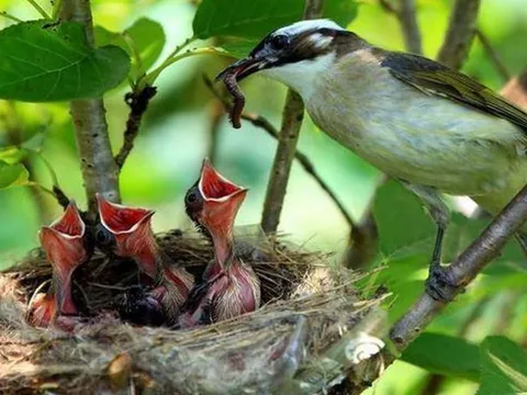 Tổ chim không mái: Thiên chức làm cha mẹ và bài học từ thiên nhiên