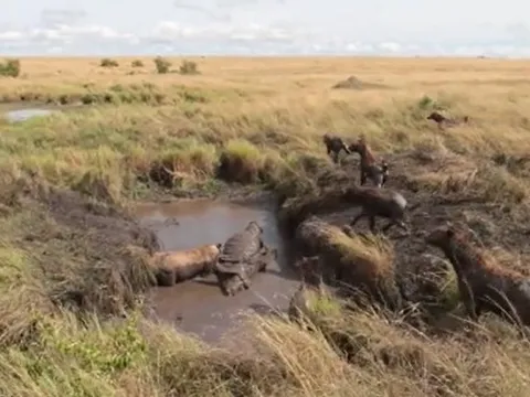 CLIP: Kinh hoàng cảnh sư tử và linh cẩu hợp sức xé xác trâu rừng dưới vũng bùn