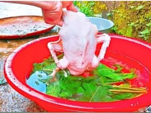 Mẹo vặt sạch lông vịt siêu tốc nhờ thứ lá bỏ đi này