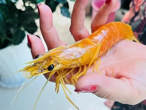 Nông dân phát hiện tôm sú vàng óng hiếm thấy sau hơn 25 năm nuôi tôm