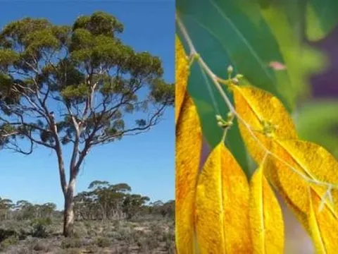 Việt Nam trồng bạt ngàn loại lá chứa vàng thật, cô đặc là ra vàng 'kho báu' trước mắt mà nhiều người không biết