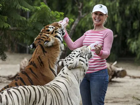 Nếu mèo to như hổ: Kịch bản nào cho loài người?