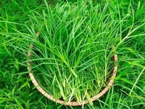 Loài cỏ mọc ven đường hóa ra là "thần dược" cho gan, huyết áp và cả mái tóc