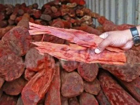 Loại gỗ quý hiếm nhất nhì thế giới được mệnh danh là 'cây vàng xanh': Dù là gỗ, rễ hay lá đem bán đều 'hái ra tiền'