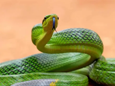 Loài rắn ở Việt Nam có tên gọi dữ dằn, ngoại hình nguy hiểm nhưng hoàn toàn vô hại