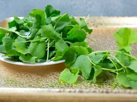 Rau má “kem chống nắng tự nhiên” từ bờ ruộng, giúp tăng sinh collagen, làm đẹp da nhưng không dành cho tất cả