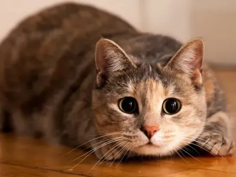 Vì sao mèo thường lắc mông trước khi lao vào tấn công?