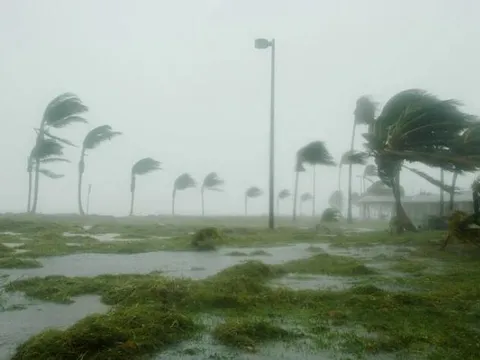 Giải mã hiện tượng cau, dừa không đổ dù bão lớn hoành hành