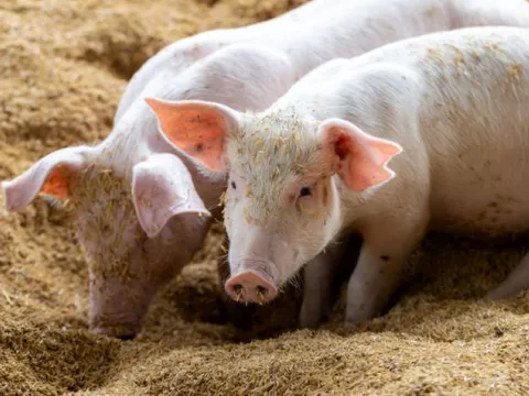 Giá heo hơi ngày 3/6/2025: Miền Bắc tăng giá, miền Nam giảm nhẹ