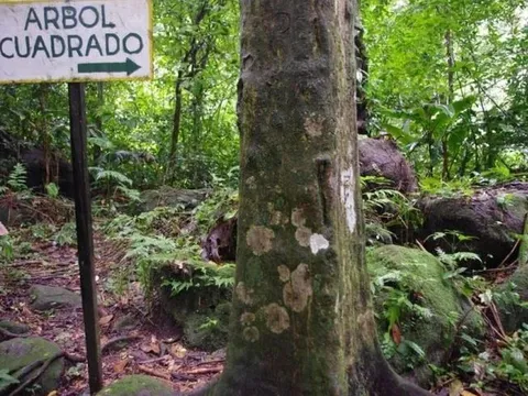 Những cái cây vuông bí ẩn ở giữa miệng núi lửa khổng lồ tại Panama