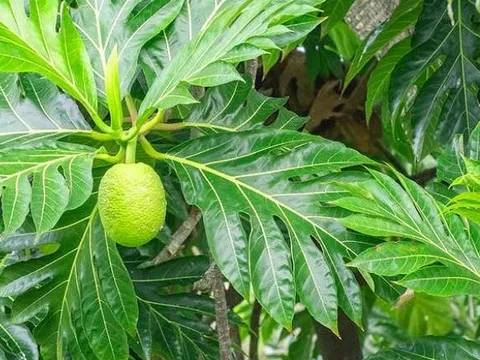 Lá sa kê, 'dược liệu vàng' giúp hạ đường huyết, thanh lọc thận và ngừa bệnh tim