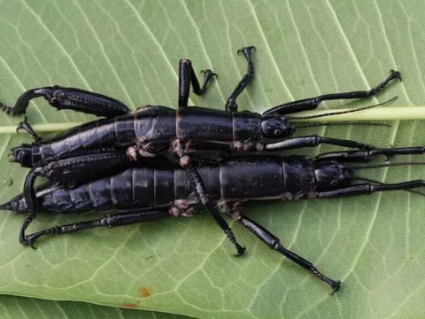 Loài bọ que tưởng tuyệt chủng hơn 100 năm bất ngờ “hồi sinh” trên núi lửa giữa đại dương