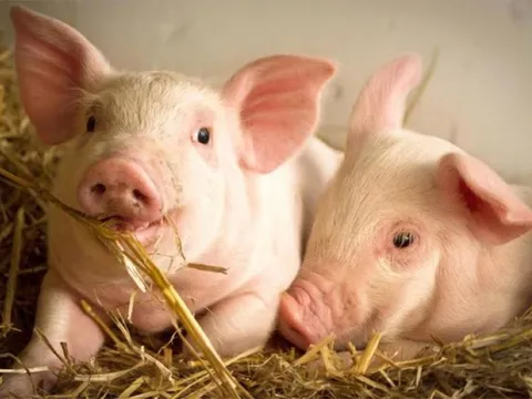 Giá heo hơi ngày 4/6/2025: Miền Bắc duy trì đà tăng nhẹ ở một số tỉnh

