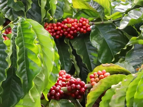 Giá nông sản ngày 4/6/2025: Cà phê và hồ tiêu bất ngờ quay đầu giảm

