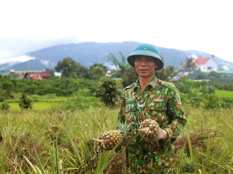 Ngọt lành dứa mật Đam Rông