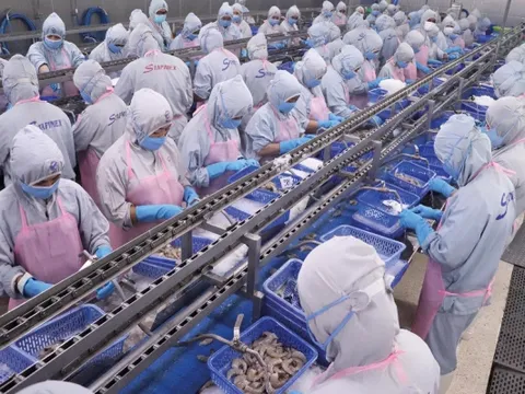 VASEP: Mỹ áp thuế chống bán phá giá tôm Việt Nam cao bất thường