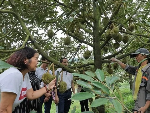 Khảo sát vùng nguyên liệu: Mở đường cho nông sản Đam Rông vươn xa