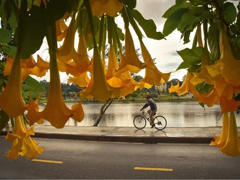 Người Đà Lạt – Dáng người thanh lịch giữa sương mai