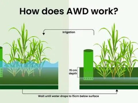 Việt Nam – Nhật Bản thúc đẩy hợp tác khí hậu qua cơ chế tín chỉ chung (JCM)