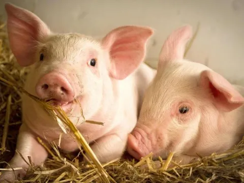 Giá heo hơi ngày 8/7/2025: Giảm nhẹ tại miền Nam
