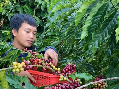 Giá nông sản ngày 8/7/2025: Cà phê và hồ tiêu cùng tăng nhẹ
