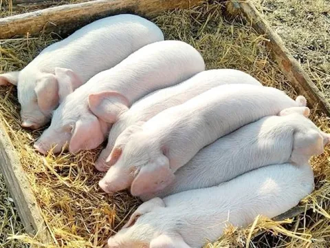 Giá heo hơi ngày 9/7/2025: Đồng loạt giảm trên toàn quốc
