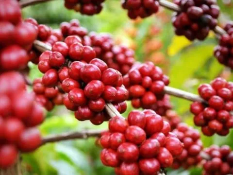 Giá nông sản ngày 13/7/2025: Cà phê và hồ tiêu cùng đi ngang

