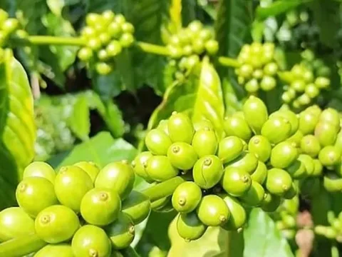 Giá nông sản ngày 15/7/2025: Cà phê lao dốc bất ngờ