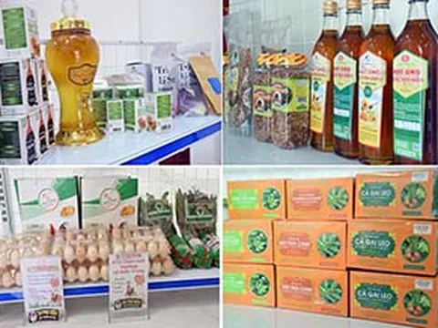 6 tháng đầu năm, Nghệ An có gần 1.600 doanh nghiệp mới