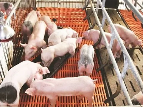 Giá heo hơi ngày 18/7/2025: Đồng giảm mạnh trên cả nước