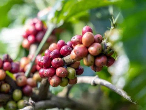 Giá nông sản ngày 18/7/2025: Cà phê quay đầu tăng, hồ tiêu giữ nguyên mức cũ