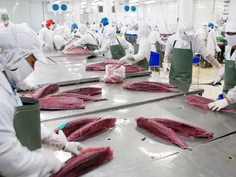 'Tắc' nguồn nguyên liệu, xuất khẩu cá ngừ sang Đức liên tục giảm mạnh