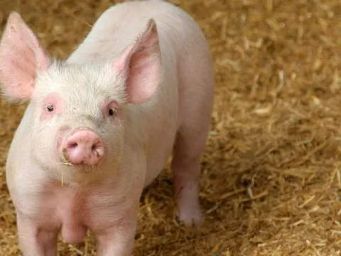 Giá heo hơi ngày 21/7/2025: Tiếp đà giảm giá