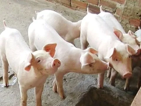 Giá heo hơi ngày 22/7/2025: Giảm mạnh trên cả nước
