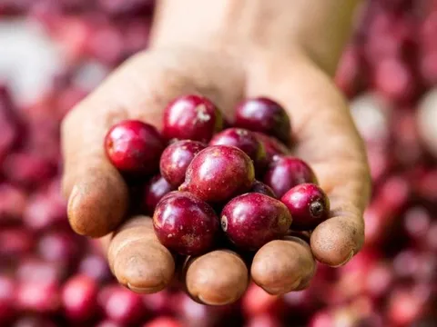 Giá nông sản ngày 22/7/2025: Cà phê và hồ tiêu cùng đi ngang