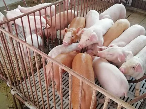 Giá heo hơi ngày 25/7/2025: Không biến động trên phạm vi toàn quốc
