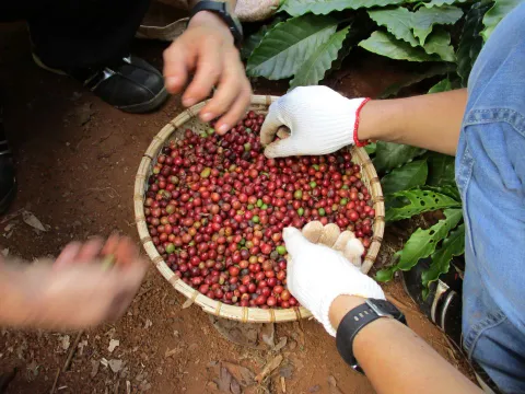 Giá nông sản ngày 26/7/2025: Cà phê tiếp tục tăng, hồ tiêu giữ giá