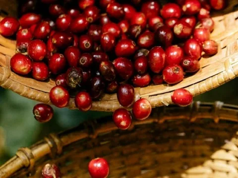 Giá nông sản ngày 27/7/2025: Cà phê giảm mạnh, hồ tiêu giữ mức cao