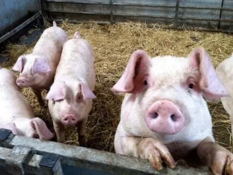 Giá heo hơi ngày 28/7/2025: Nhiều địa phương ghi nhận xu hướng giảm