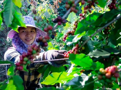 Giá nông sản ngày 28/7/2025: Cà phê, hồ tiêu tiếp tục duy trì mức giá cao
