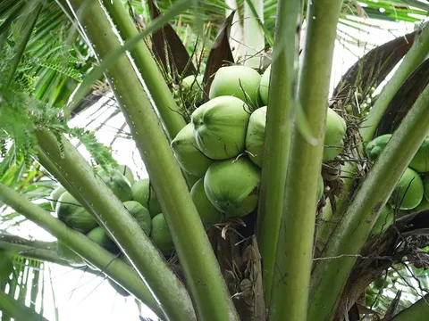 Sở hữu 22 triệu cây dừa sau hợp nhất, Vĩnh Long tính chuyện tăng kim ngạch xuất khẩu 