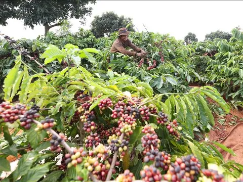 Xuất khẩu nông, lâm, thủy sản 7 tháng tăng 14,7%