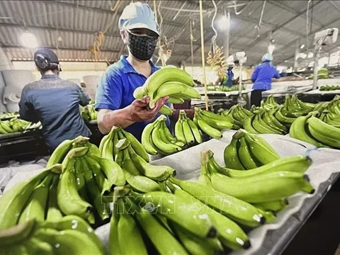 Chuối Việt Nam bất ngờ chiếm lĩnh thị trường Nhật Bản
